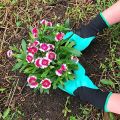 Gardening Gloves, Thorn Resistant Safe Garden Gloves for Pruning Roses Gardening Tools 1 pair. 