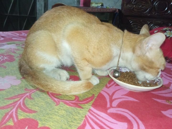 Loose%20Cat%20Food%20for%20Adult%20Cats%20500%20GM%20-%20Image%204