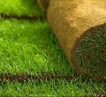 Barmuda Grass Carpet Grass Seed - 05/10 gm  Seed. 