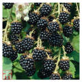 Blackberry and blackberries fruit tree mulberry fruit bonsai healthy nutrition-30Pcs seeds. 