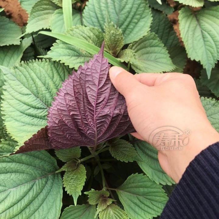 Perilla Seed Purple Perilla Seeds Perilla Leaves Seed Potted Plants