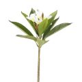 One Faux Single Stem Frangipani 23 Length Simulation Plumeria Real Touch Green Leaf for Wedding Centerpieces 3 Colors. 