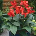 Lavish indulgent - Canna Lily (kolaboti) flower seeds - 10 Pieces: Nice beautiful plant for outdoor and indoor plant. - Sensible - Must Have.