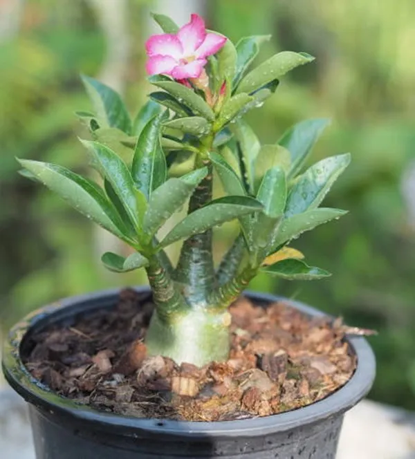 Adenium%20Flower%20Bonsai%20Small%20Plant%20-%2001%20pcs%20Mixed%20Color%20Flower%204%20Month%20Age%20Plant%20-%20Image%207