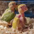 neem tree powder to feed in bird breeding box reduces the chances of bird disease 100gram to 5kg.
