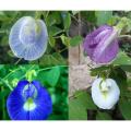 অপরাজিতা / Aparajita Flower Seed - 05/10 pcs Seed of Mixed Color Oporajita Seed for All Season Single & Double Petal Mixed - অপরাজিতা ফুলের বীজ.