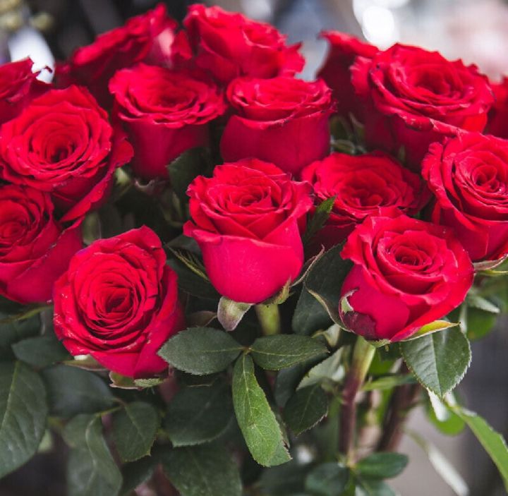 Thai%20Perennial%20Red%20Rose%20Tree%20Flower%20Seeds%20-%2031+Pcs%20Seeds%20-%20Image%204