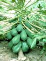 Hybrid F1 Red Lady Papaya 10 Seeds Taiwan. 