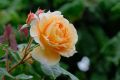 Rare Peach Colour Giant Roses Flower 20 Pcs Seeds. 