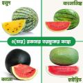 4 Kinds of Watermelon Combo Pack 12 Pieces. Yellow Watermelon, Black Watermelon, Banglalink Watermelon, Hybrid Watermelon.. 