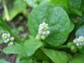 পুইশাক বীজ / 08 gm Puisak Seed All Season Hybrid (500pcs+ Seed).
