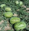Lazy Melon king Watermelon bonsai red meat garden balcony potted vegetables - 10pcs seeds. 