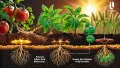 Humic Acid For Plant - 25/50/100/200 gm Pack - হিউমিক এসিড গাছে ব্যাবহারের জন্য.