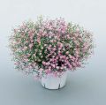 Gypsy Pink Flower Seed - 20/40 pcs Seed - পিংক বা গোলাপি কালার এর জিপসি ফুলের বীজ. 