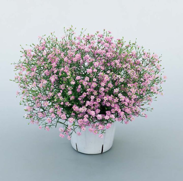 Gypsy%20Pink%20Flower%20Seed%20-%2020/40%20pcs%20Seed%20-%20%E0%A6%AA%E0%A6%BF%E0%A6%82%E0%A6%95%20%E0%A6%AC%E0%A6%BE%20%E0%A6%97%E0%A7%8B%E0%A6%B2%E0%A6%BE%E0%A6%AA%E0%A6%BF%20%E0%A6%95%E0%A6%BE%E0%A6%B2%E0%A6%BE%E0%A6%B0%20%E0%A6%8F%E0%A6%B0%20%E0%A6%9C%E0%A6%BF%E0%A6%AA%E0%A6%B8%E0%A6%BF%20%E0%A6%AB%E0%A7%81%E0%A6%B2%E0%A7%87%E0%A6%B0%20%E0%A6%AC%E0%A7%80%E0%A6%9C%20-%20Image%204