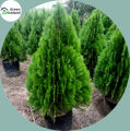 Organic Pabon Jhau Tree Seeds - 50 Pcs Seeds. 