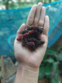 Hybrid Sweet Malberry Fruits Seeds -20+ Pcs Seeds. 