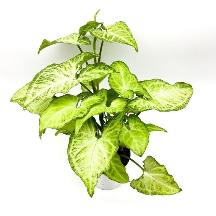 Syngonium%20plant%20indoor%20and%20outdoor%20%20plant%20%201%20pcs%20-%20Image%204