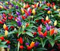 Global Rare Organic Sure Ornamental Chili Seeds - 30 Pcs SeedS/.