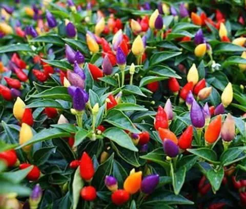 Global%20Rare%20Organic%20Sure%20Ornamental%20Chili%20Seeds%20-%2030%20Pcs%20SeedS/%20-%20Image%205