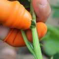 Silicone Vegetable And Fruits Thumb Cutter Finger cutter 5 in 1. 