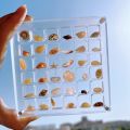 GC Magnetic Seashell Display Box Dustproof Stackable Transparent Acrylic Display Box Ornament Birthday Gifts For Men Women. 