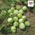 Bindu Lau (15 Seeds) - F-1 Hybrid Bottle Gourd Seeds - বিন্দু লাউ. 