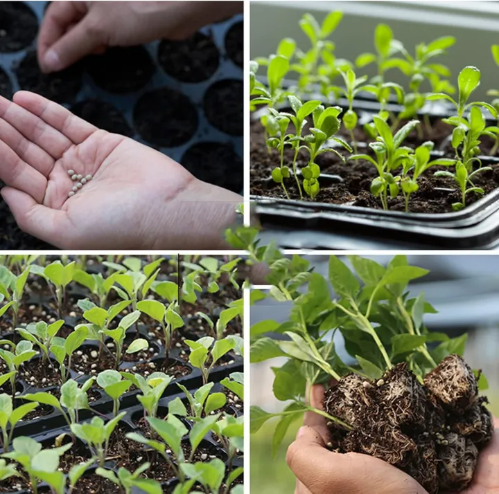 Seed%20Tray%20128%20cells-Plant%20Seeds%20Grow%20Nursery%20Pots%20Tray%20Vegetable%20Plastic%20Nursery%20Tray%20Seedling%20Tray%20128%20Cell%20-%20Image%204
