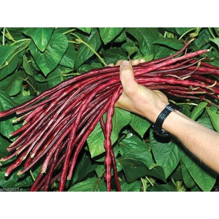Hybrid Red String Beans Borboti 10 pcs Seeds | Daraz.com.bd
