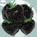 Organic Black Strawberry Seeds(কালো স্ট্রবেরি বীজ) - 30 Pcs Seeds.