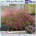 Gypsy Pink Flower Seed - 20/40 pcs Seed - পিংক বা গোলাপি কালার এর জিপসি ফুলের বীজ. 