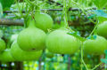 Hybrid Round Bottle Gourd/ Lau Seeds Re-packed-10 pc Seeds + Gift. 