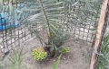 (সৌদি খেজুরের বড় চারা)big tree Tissue culture seedlings of Saudi dates Mary saplings Tree height: 1.5 feet feet Yield will come after 20 months..