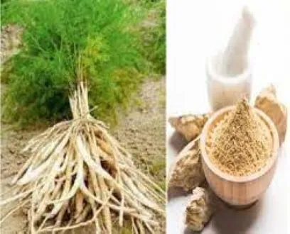 Sotomul%20Gura%20Powder%20200%20Gm%20Shatamul%20-%20Image%205