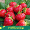 Red Strawberry Imported Global Seeds -30 pcs Seeds. 