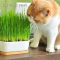 2000 Pcs Cat Grass Bonsai seeds Herb Edible Lemongrass Bonsai Plant.