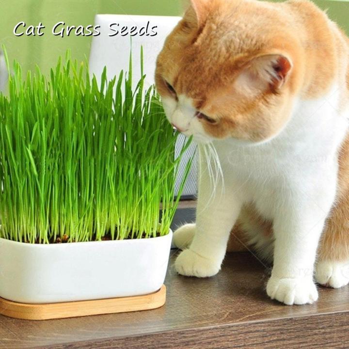 2000%20Pcs%20Cat%20Grass%20Bonsai%20seeds%20Herb%20Edible%20Lemongrass%20Bonsai%20Plant%20-%20Image%203