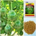 THAI F1 HYBRID ROUND GREEN EGGPLANT SEEDS - 10 Seeds. 