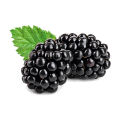 Superb Quality - 6 type of fruit seeds combo pack. 30+ seeds total + gift item. 