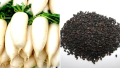 মূলা বীজ - ১০ গ্রাম - সাদা রঙ এর মূলা ও শাকের জন্য - Radish Seeds - Radish Spinach - Mular Bij.