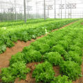 All season Lettuce leaf seed 40pice + gift. 