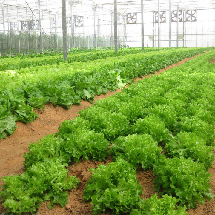 All%20season%20Lettuce%20leaf%20seed%2040pice%20+%20gift%20-%20Image%205