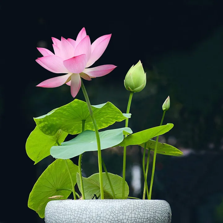 Highly%20Vital%20-%20Opulence%20at%20Its%20Best%20-%20Poddo%20flower%205%20picet,%20Jol%20Poddo%20Ful%20/%20Lotus%20Flower%20Seeds%20-%20Tools,%20DIY%20&%20Outdoor%20-%20Must%20Have%20-%20Image%206