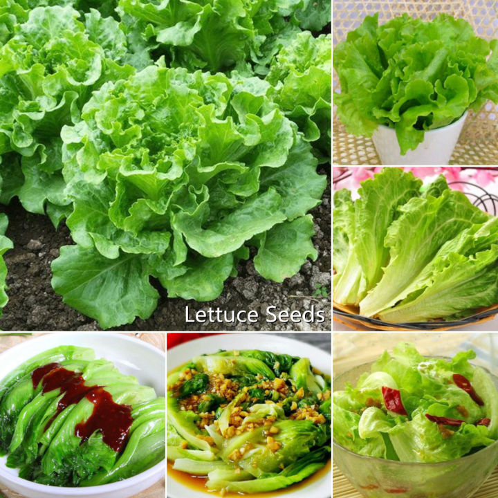 100Pcs%20-Home%20garden%20plant%20Lettuce%20Grand%20Rapid%20Seeds%20Easy%20to%20Grow%20-%20Image%202