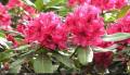 All Season Rodendro flower Hybrid seeds 30 pice + gift.