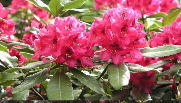 All%20Season%20Rodendro%20flower%20Hybrid%20seeds%2030%20pice%20+%20gift%20-%20Image%202