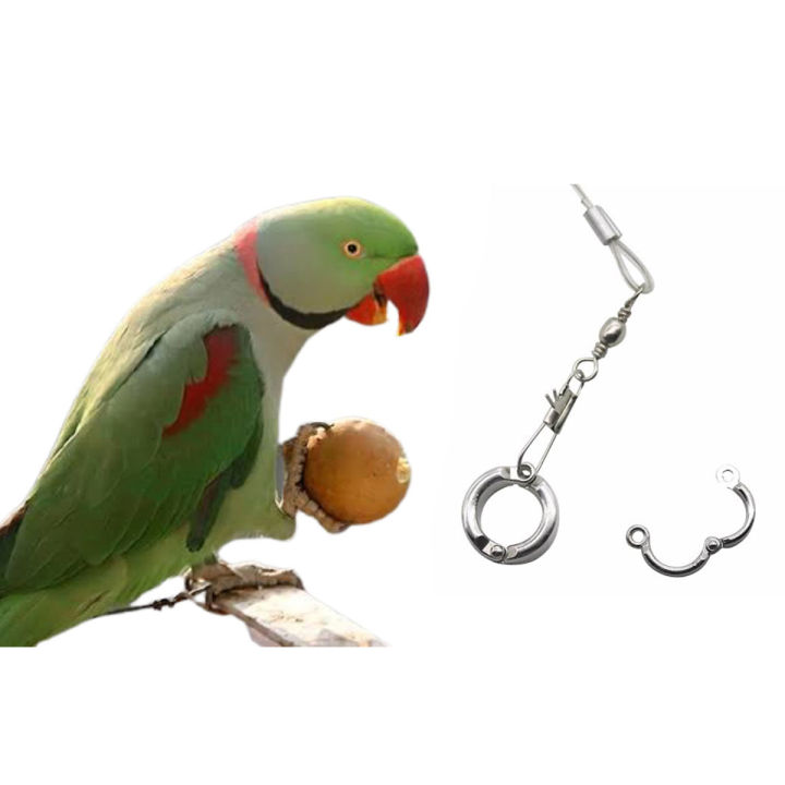 China Ring for Alexander parrot-1PCS