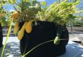 GEO Bag 30 Gallon (Dia 24" Hight 15.5") Plant Grow Bags, Synthetic Pot - (100 Pcs Bundle ).
