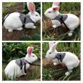 Soft Rabbit Breathable Harness with Leash Gentlemanly Style.