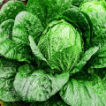 Hybrid Chinese Cabbage Seeds 20 Pieces (Premium Quality). 